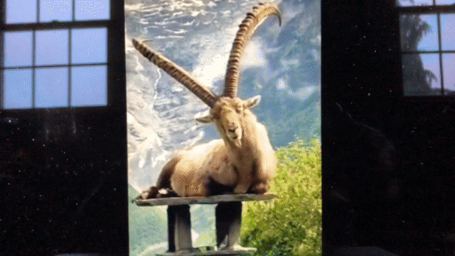 Amazing Video of Alpine Ibexes On Chimneys in Europe  Courtesy of Epoch Bright